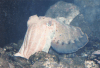 Cuttlefish Relative Octopus Squid