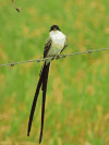 Fork-tailed Flycatcher (Tyrannus savana)