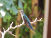 Wedge-tailed Sabrewing (Pampa curvipennis)