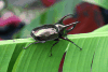 Atlas Beetle ssp. keyboh (Chalcosoma atlas keyboh)