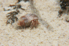 Hermit Crab (Coenobita sp.)