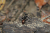 Giant Forest Ant ssp. gigas (Dinomyrmex gigas gigas)