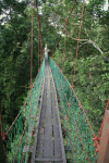 Canopy Walkway Wobbly Bridges