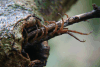 Bark Centipede (Scolopendromorpha fam.)