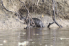 Neotropical River Otter (Lontra longicaudis)