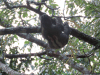 Bradypus variegatus