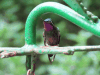 Purple-throated Mountaingem (Lampornis calolaemus)