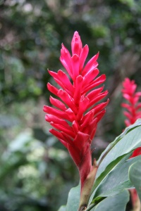 Grenada Nature
