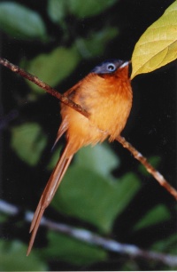 Madagascar Birds