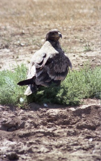 Mongolia Birds