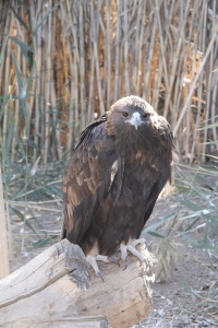 Uzbekistan Birds