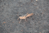 Desert Locust (Schistocerca gregaria)