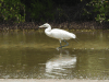 Egretta rufescens