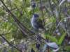Green-tailed Warbler (Microligea palustris)