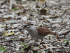 Key West Quail-dove (Geotrygon chrysia)