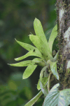 Bromeliads Tree