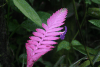Pink Quill (Wallisia cyanea)