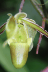 Lady's Slippers (Paphiopedilum sp.)
