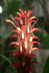 Pitcairnia nigra (Pitcairnia nigra)