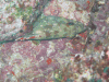 Epinephelus labriformis