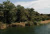 Date Palms Along Nile
