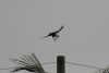 Pied Crow Landing Pole