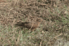 Butastur rufipennis