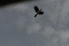 African Grey Hornbill Flight