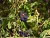 Violet Honeywort (Cerinthe retorta)
