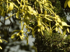 Fir Mistletoe (Viscum album abietis)