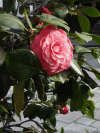 Close-up Roses