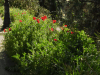 Common Poppy (Papaver rhoeas)