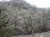 Oakmoss (Evernia prunastri)