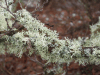 Oakmoss (Evernia prunastri)