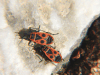 European Firebug (Pyrrhocoris apterus)