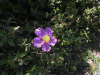 Hoary Rock-rose (Cistus creticus)
