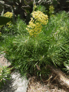 Mediterranean Spurge (Euphorbia characias)