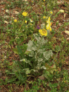 Mullein (Verbascum undulatum)