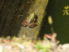 Balkan Frog (Pelophylax kurtmuelleri)