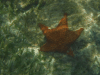 Red Cushion Sea Star (Oreaster reticulatus)