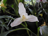 White Nun Orchid (Lycaste skinneri)