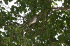 Tropical Mockingbird (Mimus gilvus)