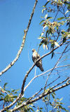 Madagascar Cuckoo-hawk (Aviceda madagascariensis)