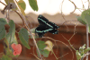 Green-banded Swallowtail ssp. lyaeus (Papilio nireus lyaeus)