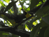 Hooded Warbler (Setophaga citrina)