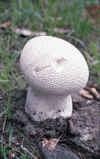 Puffball (Lycoperdaceae gen.)