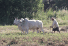 Zebu Cattle (Bos indicus)
