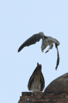 Falco jugger