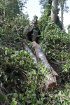 Elephant Pushing Log Slope