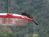 Colibri cyanotus